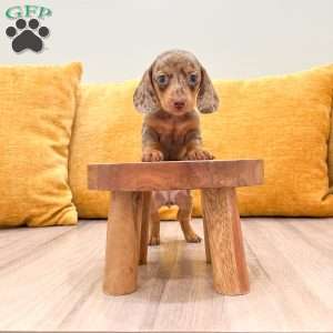Ginger, Dachshund Puppy