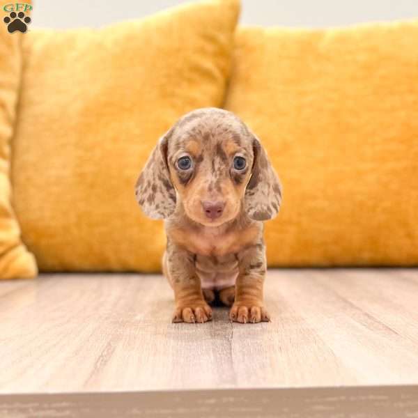 Ginger, Dachshund Puppy