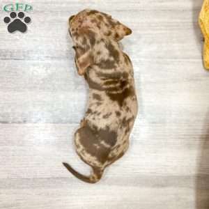 Ginger, Dachshund Puppy
