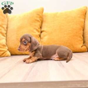 Mister, Dachshund Puppy