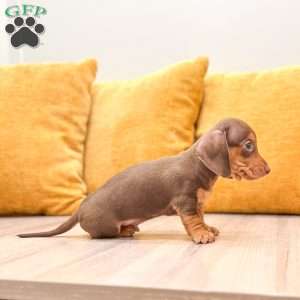 Mister, Dachshund Puppy