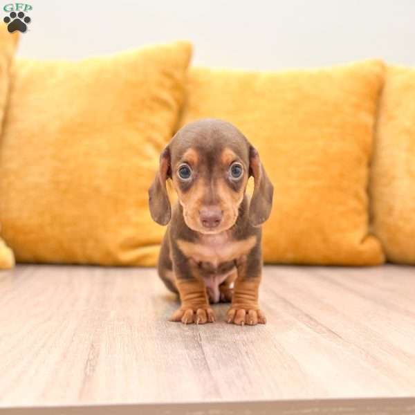 Mister, Dachshund Puppy