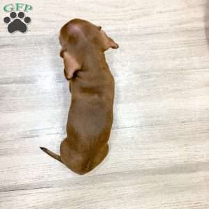 Mister, Dachshund Puppy