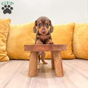 Mister, Dachshund Puppy