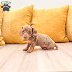 Misty, Dachshund Puppy