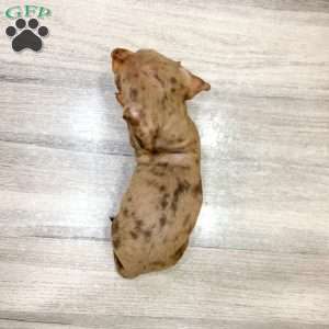 Misty, Dachshund Puppy