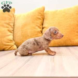 Misty, Dachshund Puppy