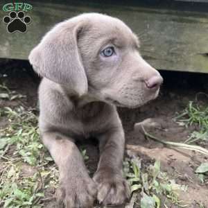 Penny, Silver Labrador Retriever Puppy