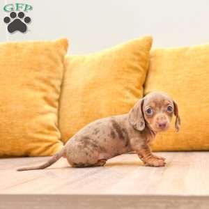 Misty, Dachshund Puppy
