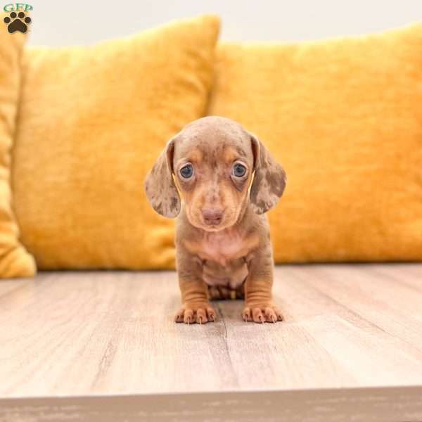 Misty, Dachshund Puppy