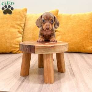 Misty, Dachshund Puppy