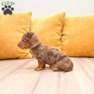 Duke, Dachshund Puppy