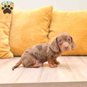 Duke, Dachshund Puppy