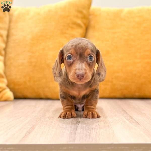 Duke, Dachshund Puppy