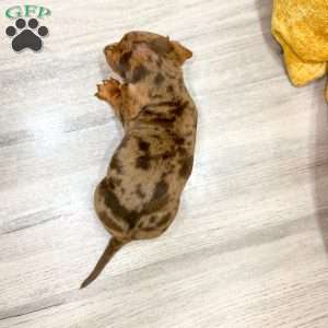 Duke, Dachshund Puppy