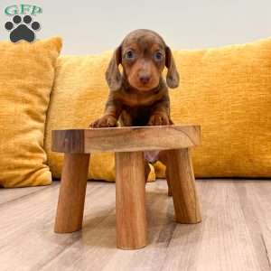 Duke, Dachshund Puppy