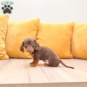 Oliver, Dachshund Puppy