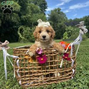 Caramel, Mini Bernedoodle Puppy
