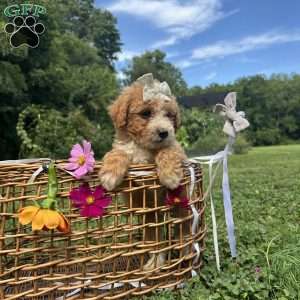 Caramel, Mini Bernedoodle Puppy