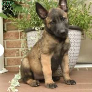 Rosy, Belgian Malinois Puppy