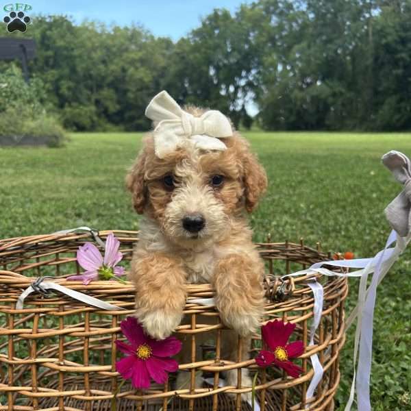 Caramel, Mini Bernedoodle Puppy