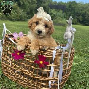 Caramel, Mini Bernedoodle Puppy