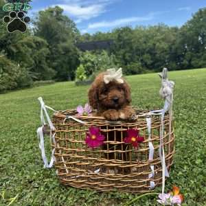Coffee, Mini Bernedoodle Puppy