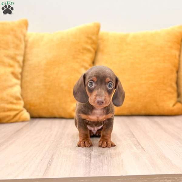 Oliver, Dachshund Puppy