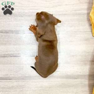 Oliver, Dachshund Puppy