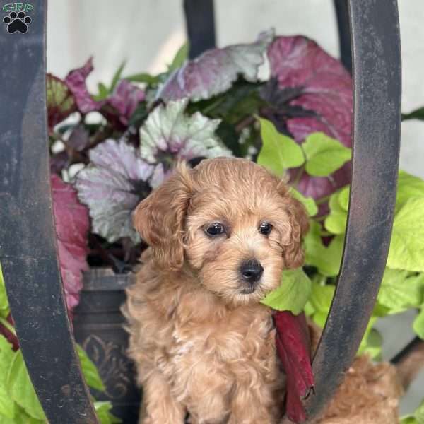 Mia, Cockapoo Puppy