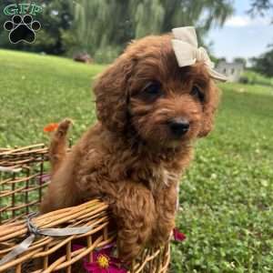 Coffee, Mini Bernedoodle Puppy