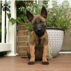 Raya, Belgian Malinois Puppy