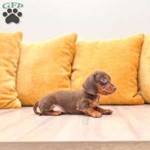 Oliver, Dachshund Puppy