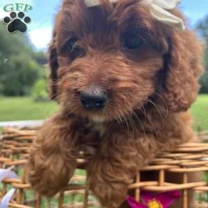 Coffee, Mini Bernedoodle Puppy