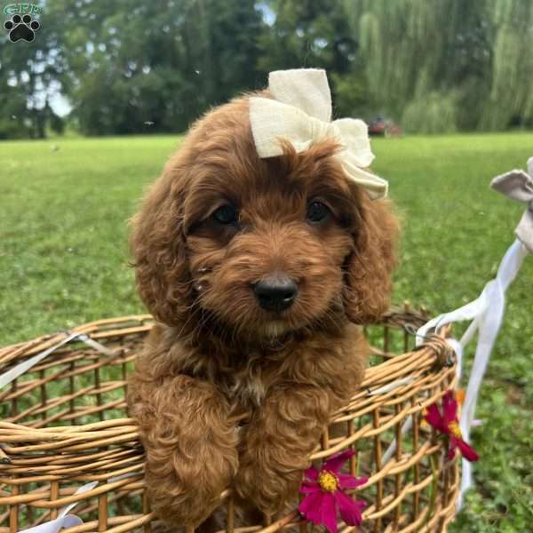 Coffee, Mini Bernedoodle Puppy