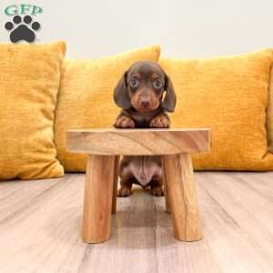 Oliver, Dachshund Puppy