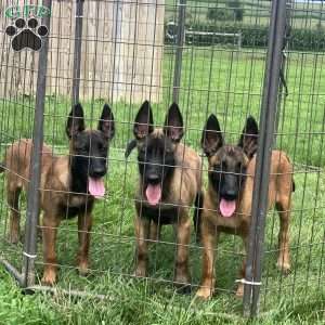 Rosy, Belgian Malinois Puppy