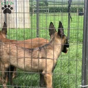 Rosy, Belgian Malinois Puppy