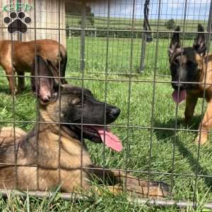 Rosy, Belgian Malinois Puppy