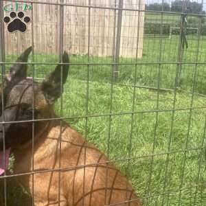 Raya, Belgian Malinois Puppy