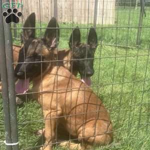 Raya, Belgian Malinois Puppy