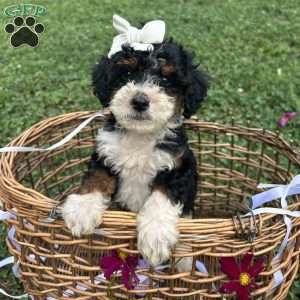Starlight, Mini Bernedoodle Puppy
