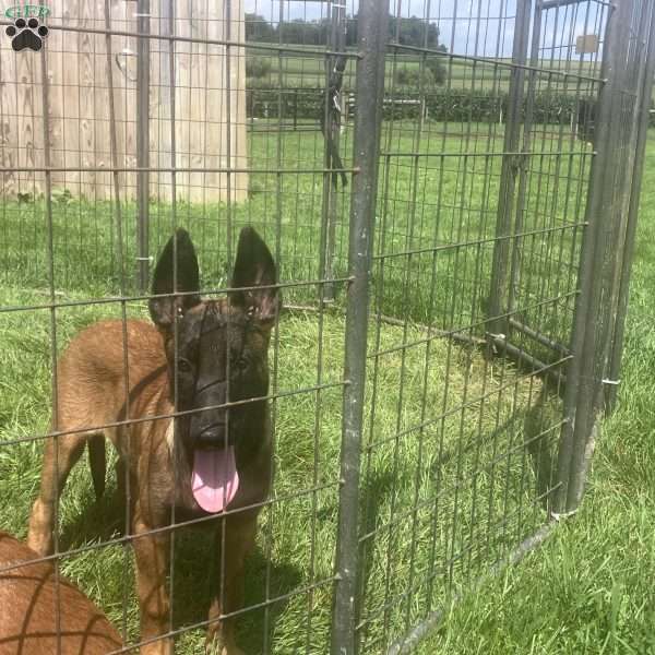 Raya, Belgian Malinois Puppy