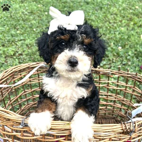 Starlight, Mini Bernedoodle Puppy