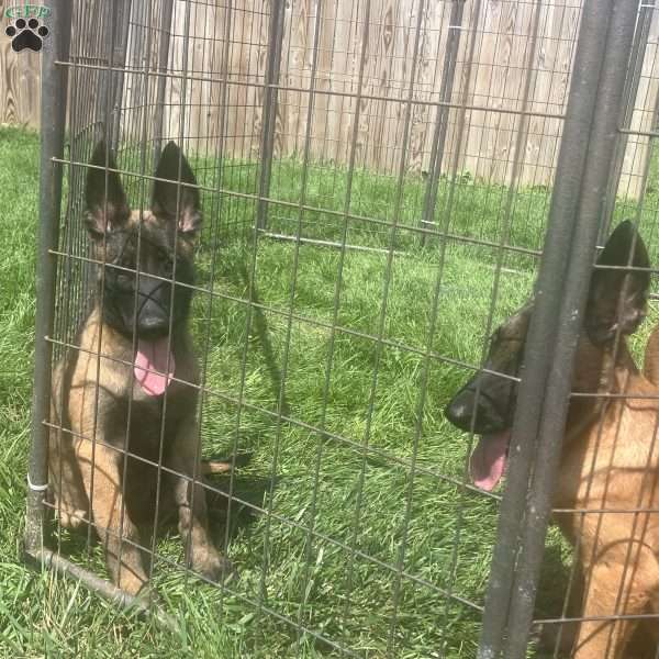 Rosy, Belgian Malinois Puppy