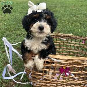 Starlight, Mini Bernedoodle Puppy