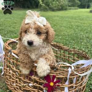 Daisy, Mini Bernedoodle Puppy
