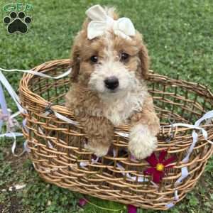 Daisy, Mini Bernedoodle Puppy