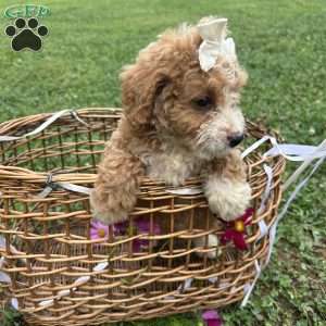 Daisy, Mini Bernedoodle Puppy