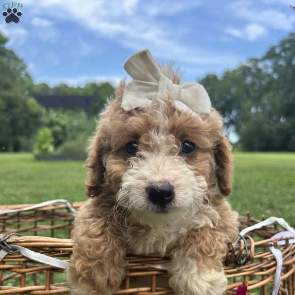 Daisy, Mini Bernedoodle Puppy